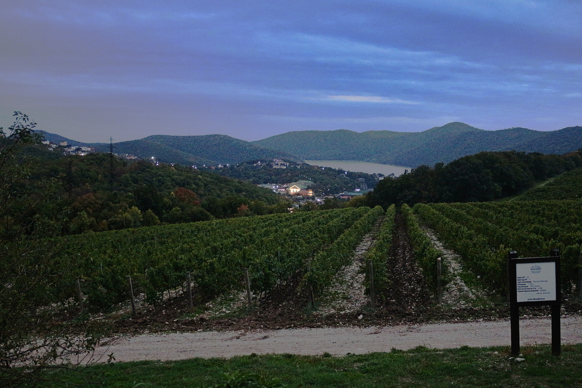 Виды на виноградники и оз. Абрау в октябре 2024 года, фото автора