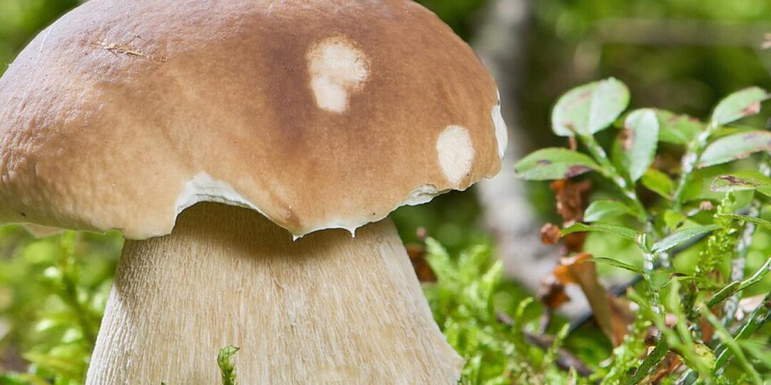 Как вырастить на дачном участке белые грибы на зависть соседям