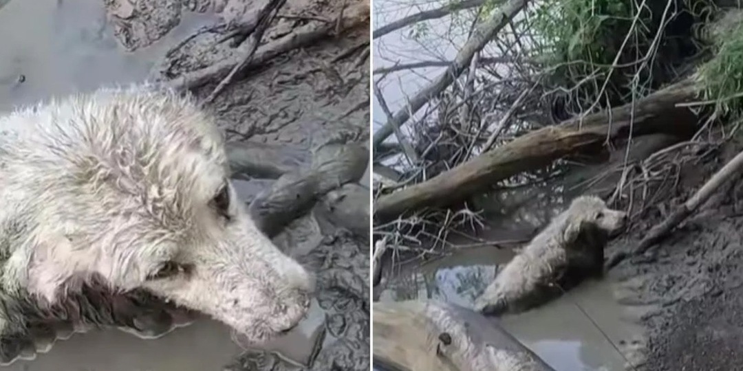 Путешественник спас пожилую собаку — она застряла в водоеме
