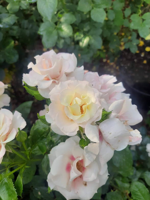 начало июня - фото Лилии