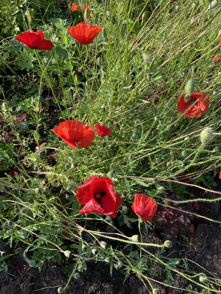 Мандроги. Фото автора. 
