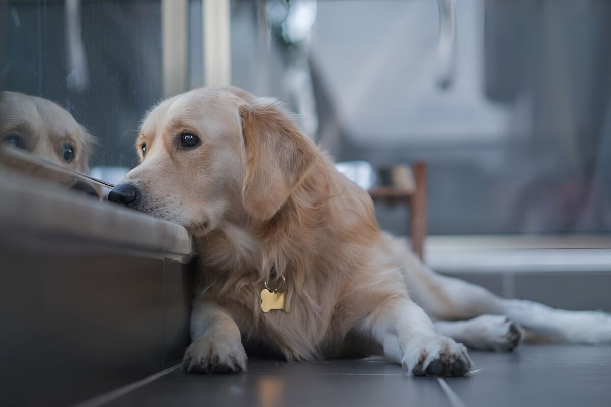 Собака расстроена 