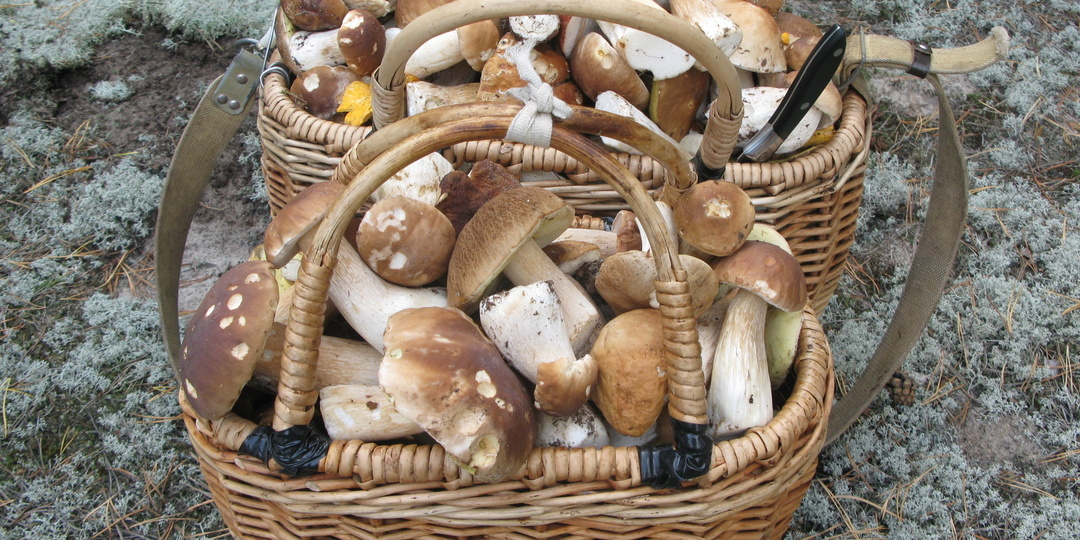 Ну ты и жадина! Зачем столько грибов принес? - сказала жена, увидев мой урожай