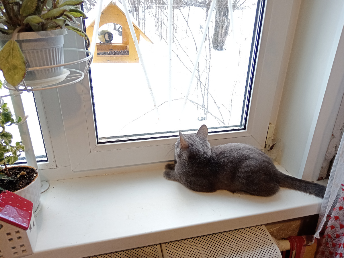 Синичка на кормушке. 