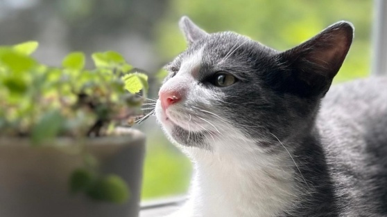    Можно ли котятам давать кошачью мяту: мнение ветеринара Андрей Бурков