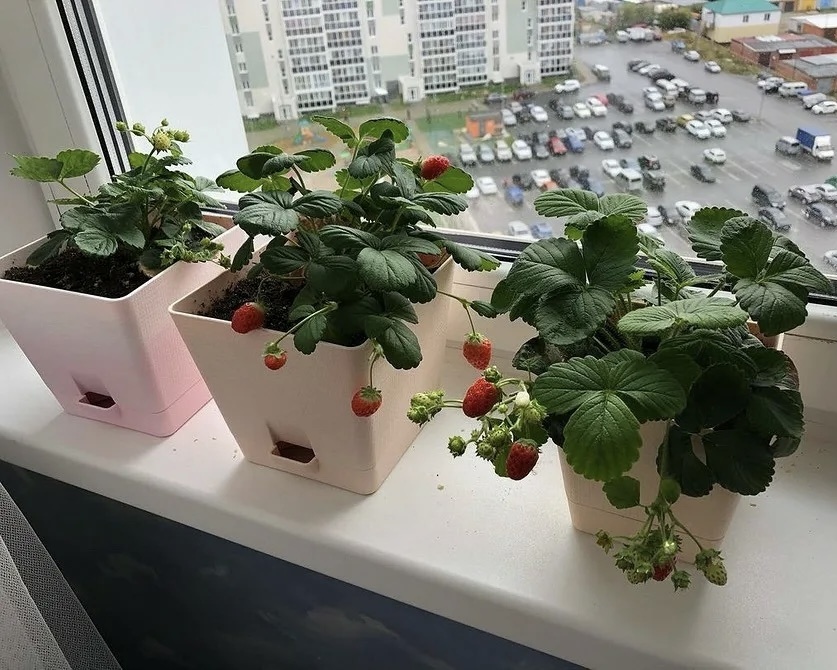 Ниже в статье мы сделали для вас подборку с артикулами на товары с вб, для выращивания ягоды на подоконнике! 