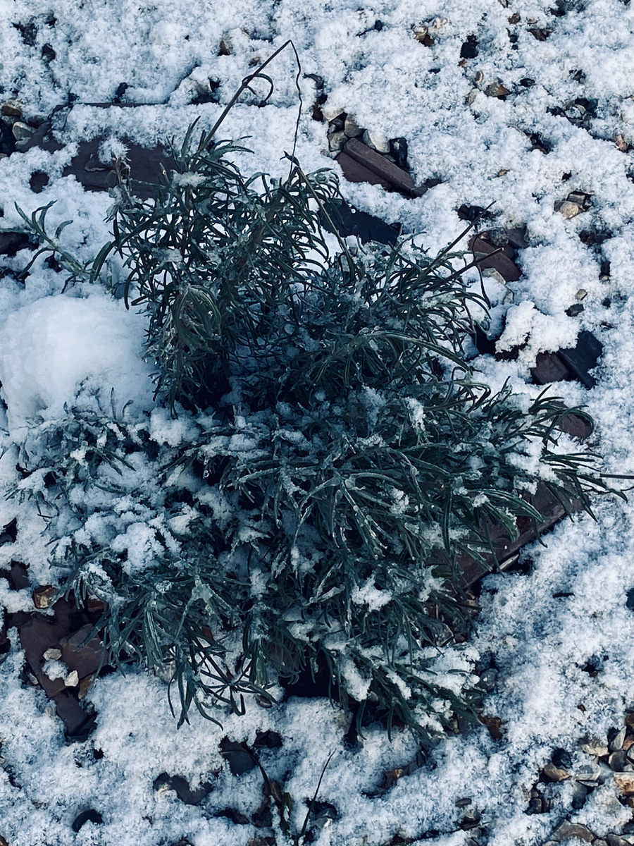 Вот так без снега лаванда пережила морозные ночи. Везде фото автора.