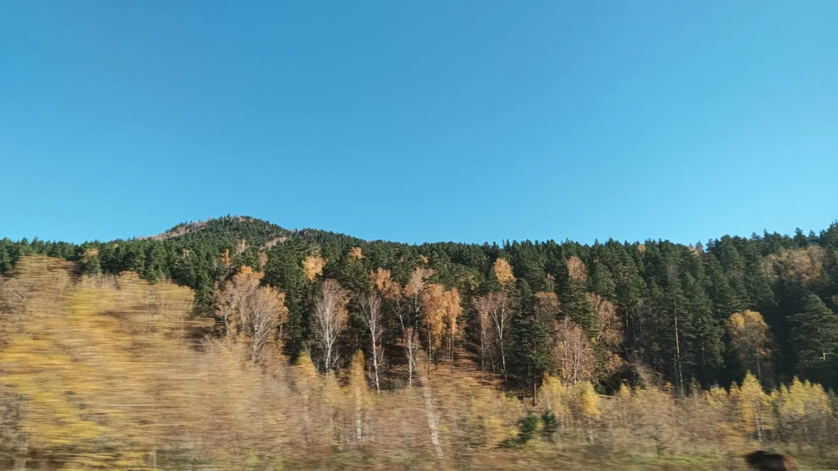 на склонах гор растут красивые деревья