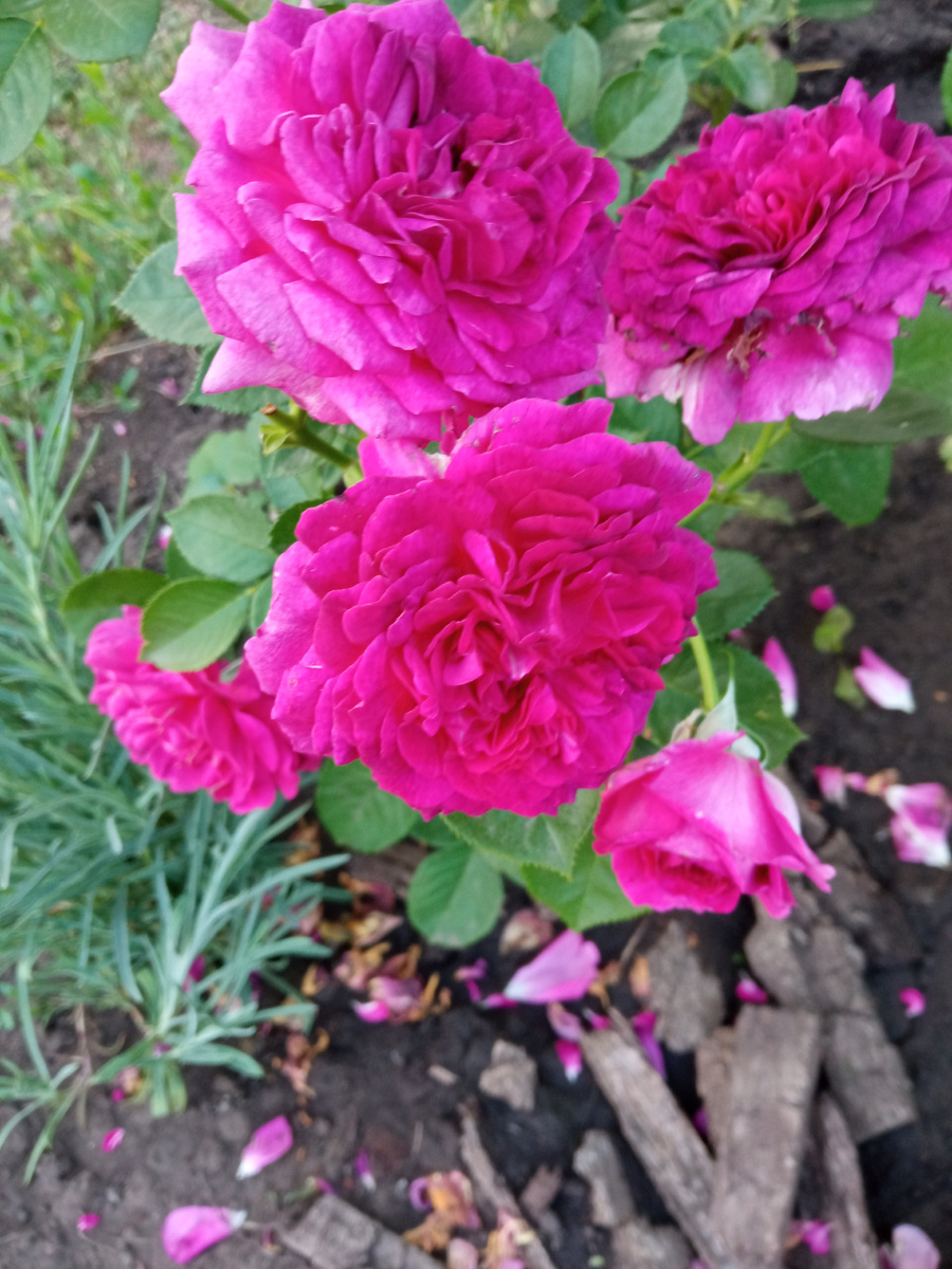 Твайлат Зоун фото личное