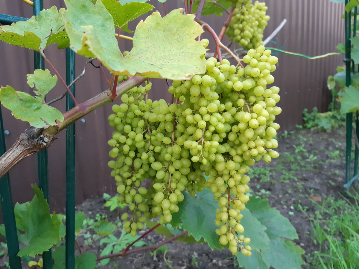 Алешенькин виноград