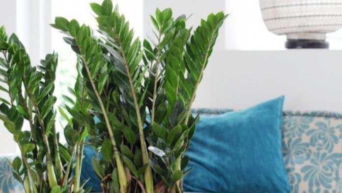 Замиокулькас. Фото с pinterest.com