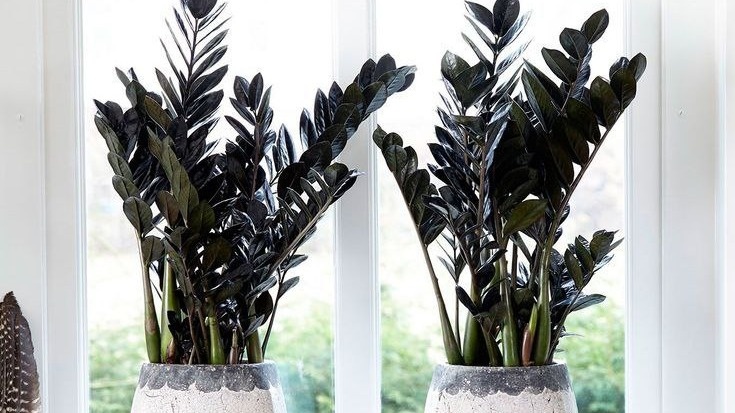 Долларовое дерево. Фото с pinterest.com