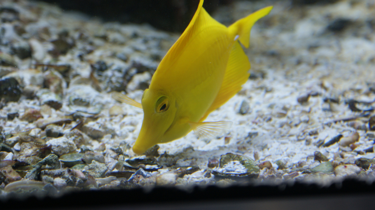 Желтая зебрасома. Рыбы - основные, но не единственные обитатели Дома Моря