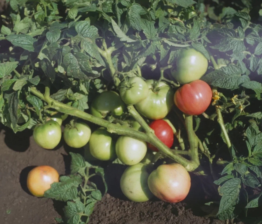 Томат "Сибирский скороспелый" 