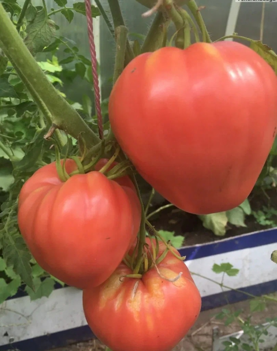 Томат "Бычье сердце" 