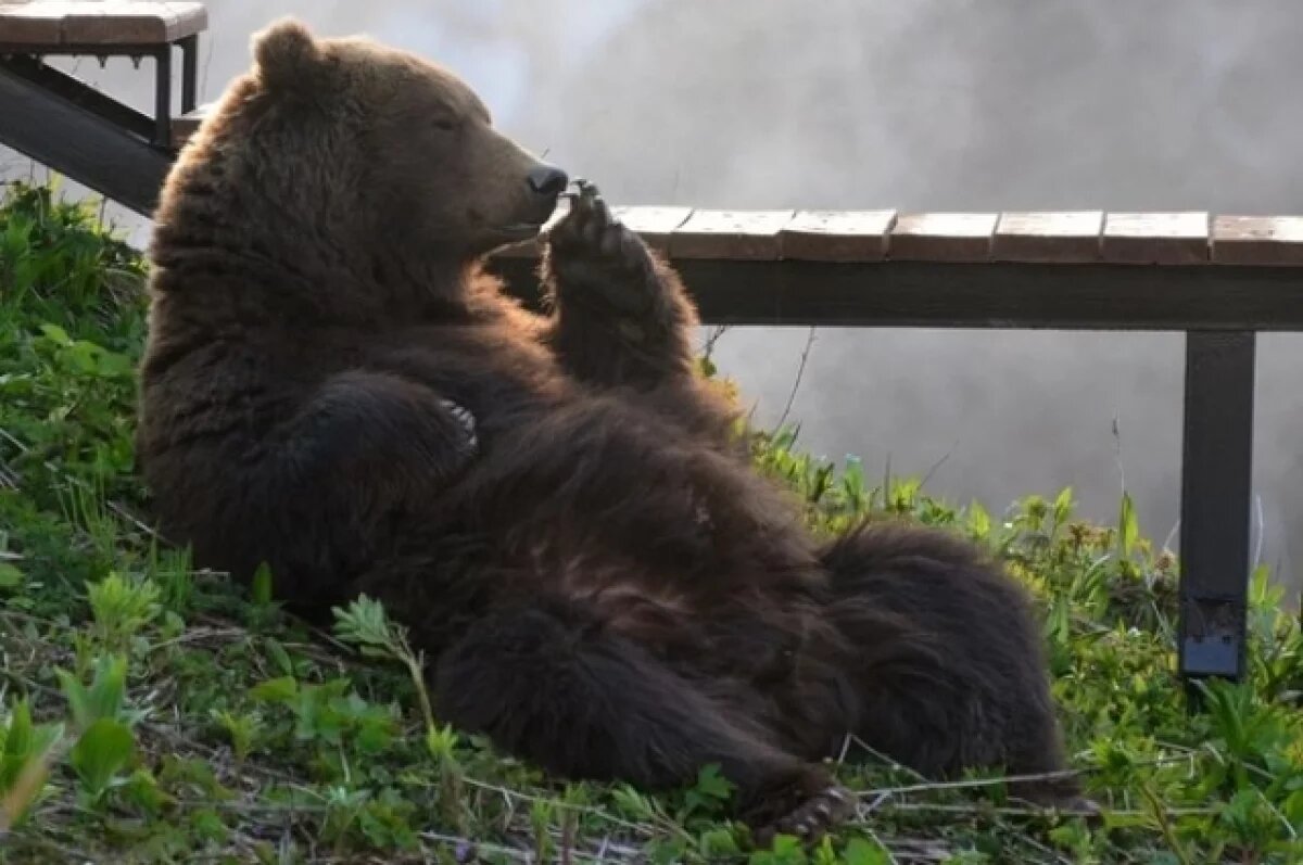    Животные, подаренные Путиным Северной Корее, успешно обжились в Пхеньяне