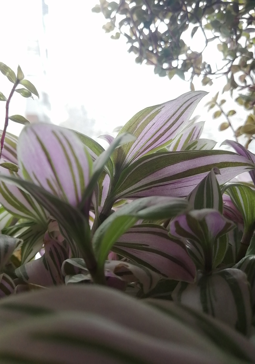 Традесканция Нанук