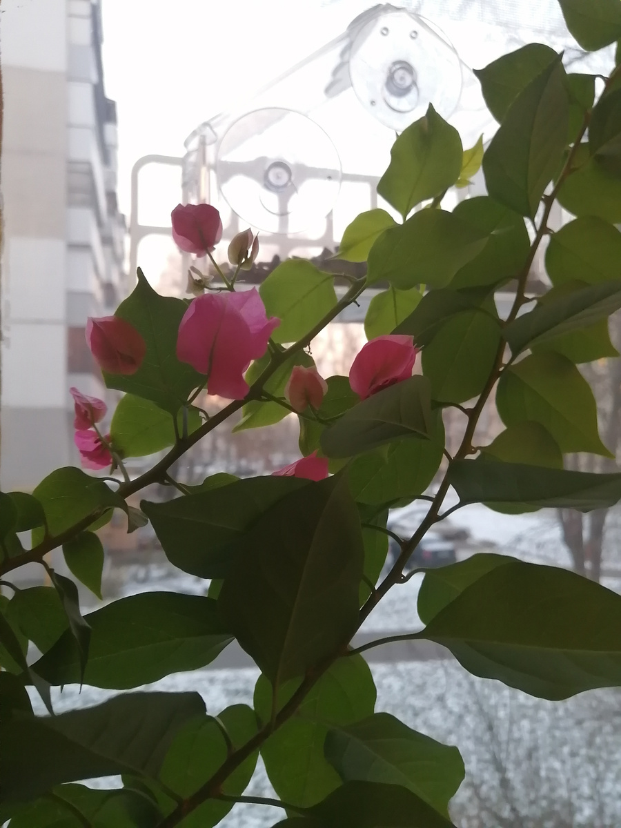 Бугенвиллея