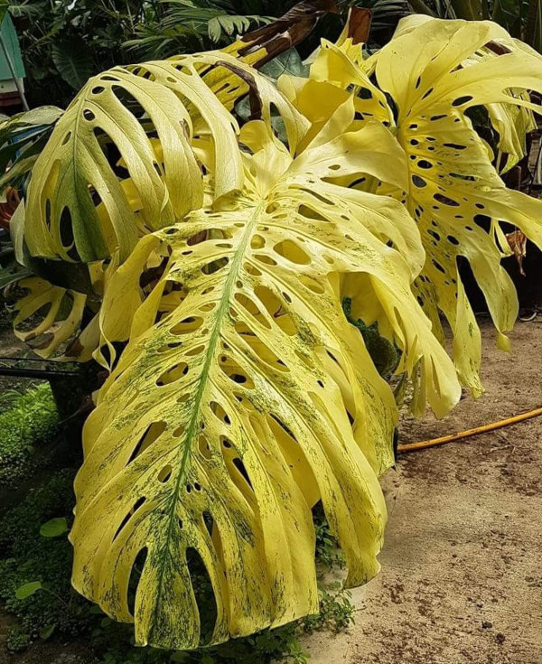 фото из интернета: листья пожелтели в результате перелива