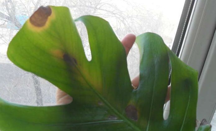 аскохитоз (фото с сайта Green Infо)