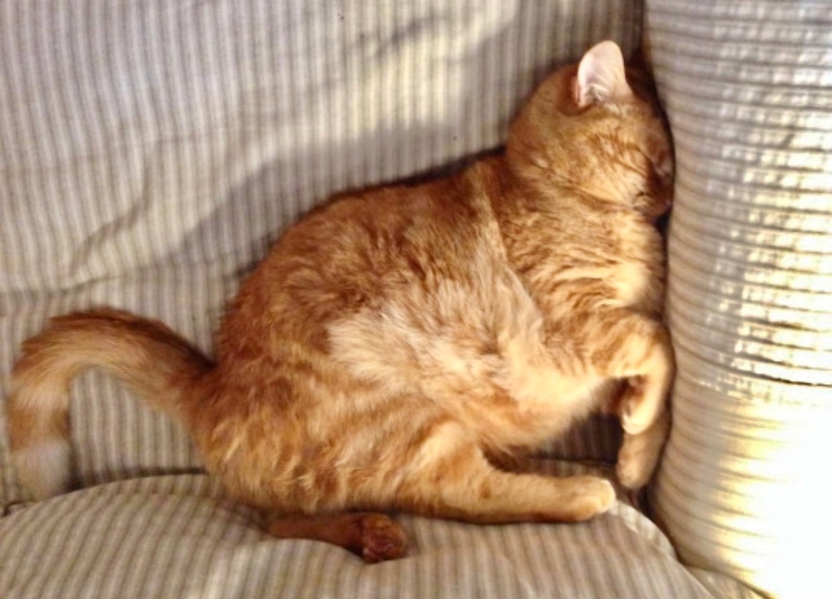 Мой вес поддерживают не только мои лапки, но и хвост