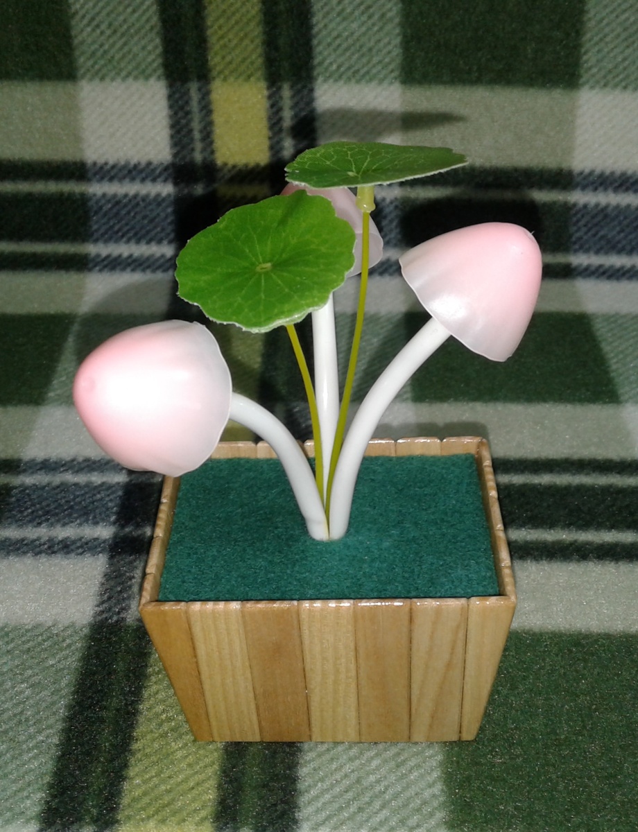 Грибы после пересадки.