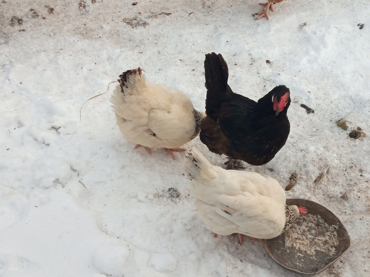 Фото автора. Куры зимой, на улице -7°