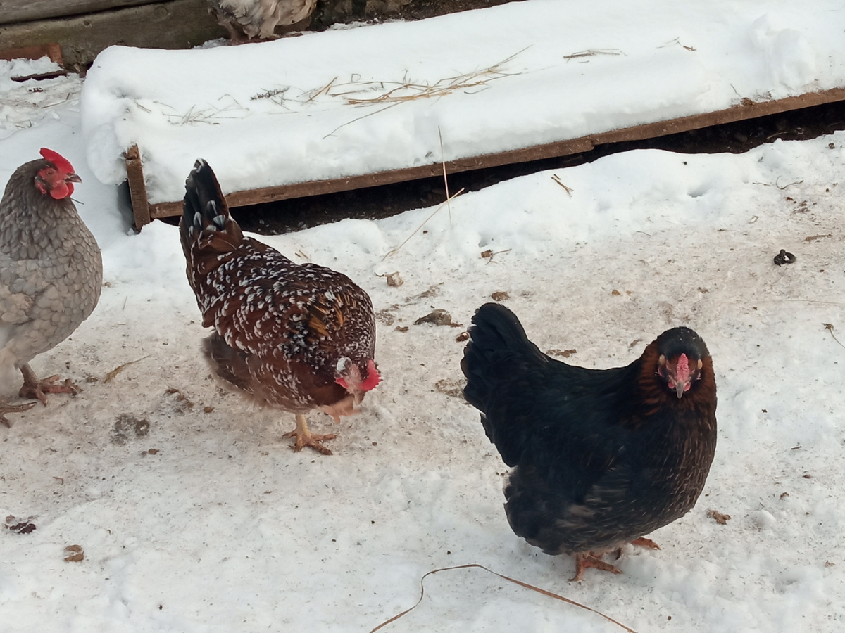 Фото автора. Куры зимой, на улице -7°