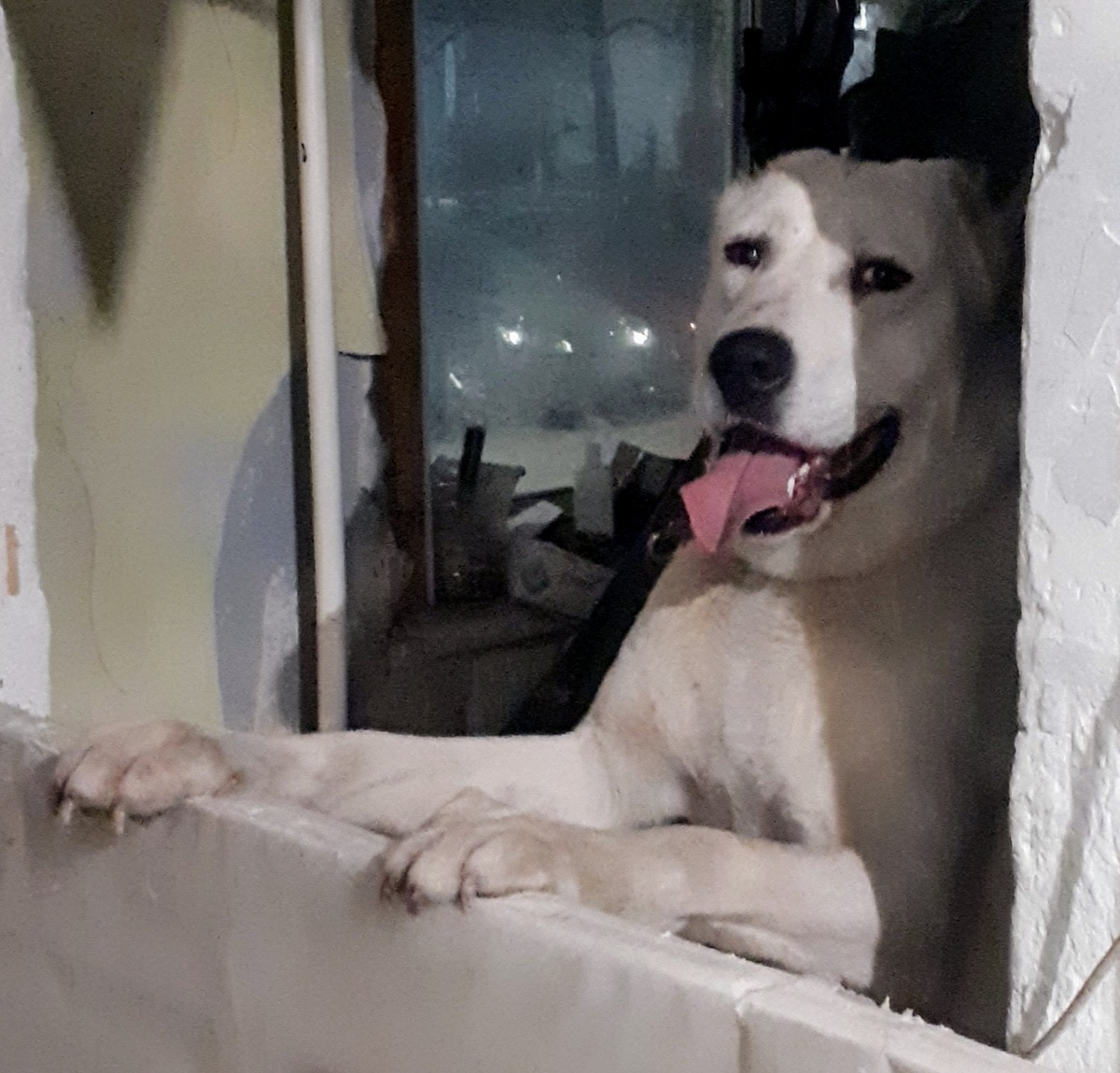 Мишка. Сегодня у меня был тяжелый, в эмоциональном плане, день. Сегодня уехал в новую семью мой милый Мишка. Мишка-Малышка. Был он у меня на передержке чуть больше 2х недель, но за это малое время мы проделали с ним путь длиною как до небушка🌤. Привезли мне его истощенного, обезвоженного, грязного, вонючего, дикого, несчастного, но такого беззащитного и милого, что зубы свело от боли, глядя на это , практически безжизненное тельце. Ловили его дротиком. Почему дротиком, спросите вы0? Зачем наркозить ребенка, который еле ходит от истощения? А по другому ни кто не мог его поймать с сентября месяца, с того самого времени, как прислали о нем информацию. Накануне мы поймали одного из его собратьев (@Леон), выдохнули , вытерли пот со лба...а буквально на следующий день нам пришло сообщение, что бежит....еще один....тот же возраст...в том же районе....Схватились за голову- ведь они бегуны, недоверчивые ко всем и всему, никогда не задерживаются на одном месте, не подпускают к себе ближе, чем на 100 метров- сразу срываются с места и уходят. Информацию разослали во все чаты города, нам присылали его фото и место где видели. Так мы следили за его передвижениями. Прошел он большой путь, дошел до дальнего района и......и пошел обратно) и ведь вернулся туда, где его выбросили с его братом " чудесные заводчики"...ДА, друзья, я не ошиблась! Именно заводчики! Они раскидали по разным районам города 8 четырехмесячных щенков. По паре на каждую "точку". Уроды? Ответ очевиден. Все щенки купированы "по кругу", обработаны ( ни одной блохи и клеща за все время скитаний), уверена, что еще и вакцинированы, потому что ни один не подхватил никакую заразу, хотя в городе вспышки чумы плотоядных. Про энтерит вообще говорить не стОит- бич маленьких бездомышей. Расскажу про всех по отдельности в следующих статьях. 