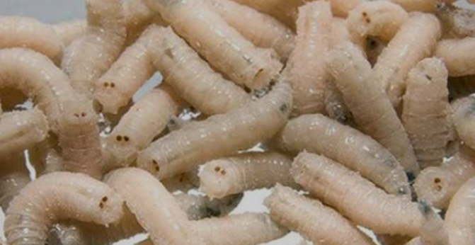 Живой опарыш