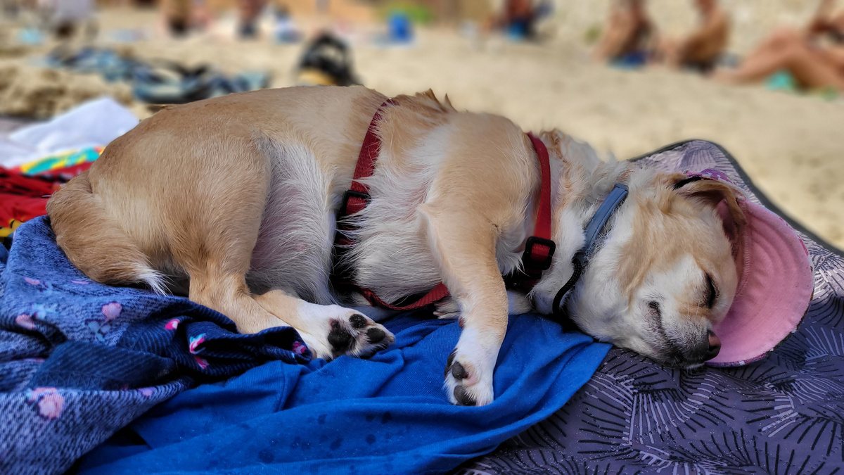 Пляжные будни. Фото автора.