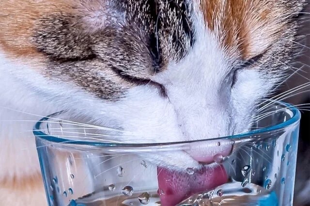    Почему у кошек шершавый язык?