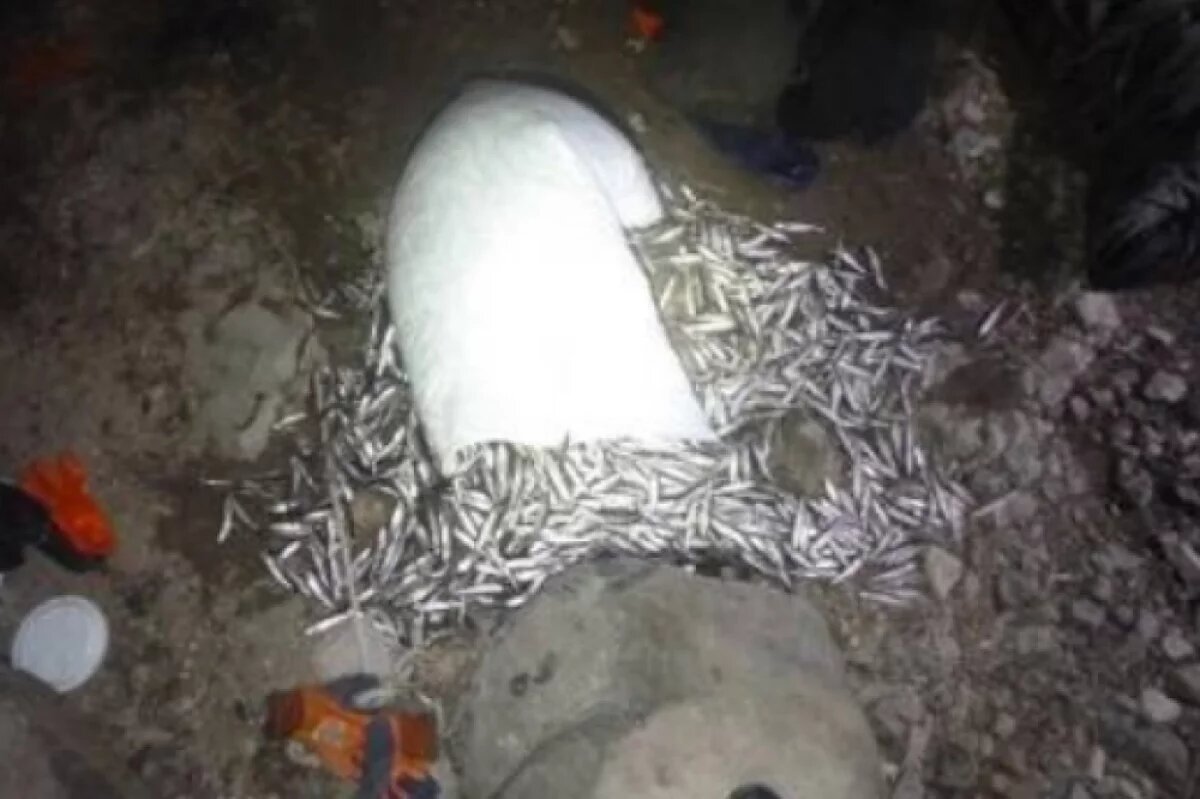    «Для себя» наловили браконьеры корюшки на 100 тысяч в Хабаровском крае