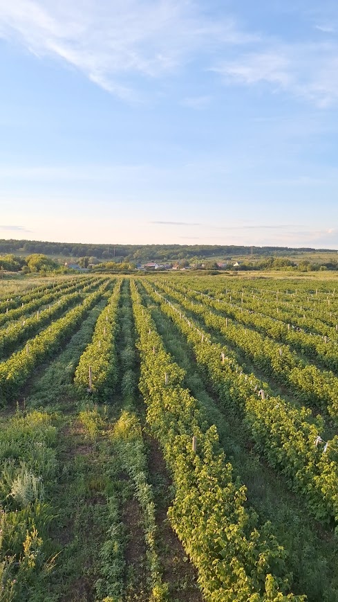 А вот собственно и поле.  2Га :)