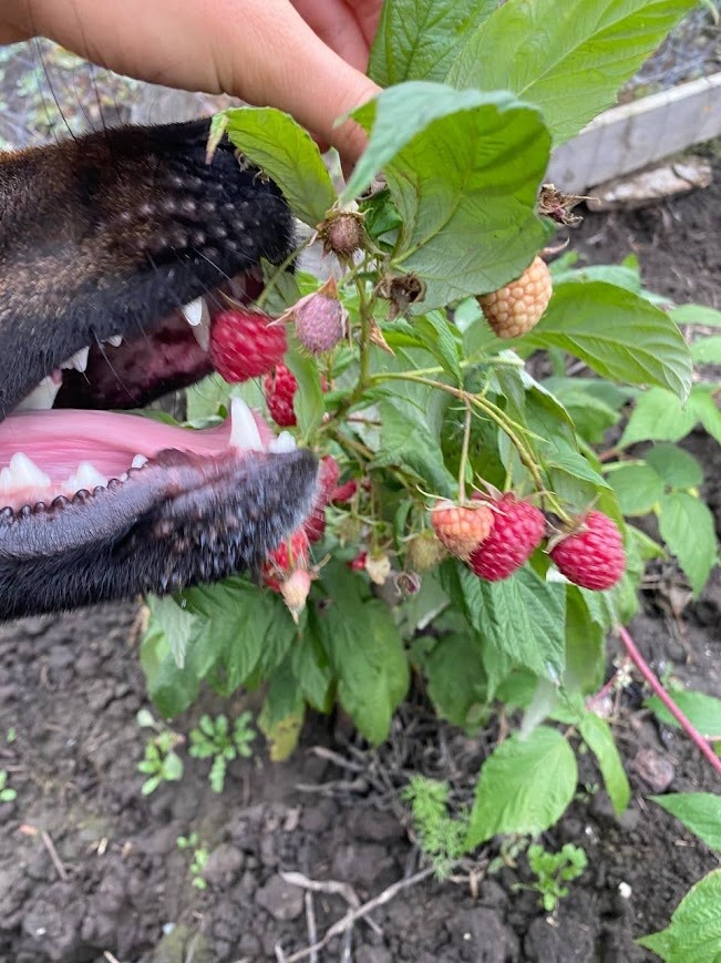 Обычно Динка в сборе ягоды не учавствует :)