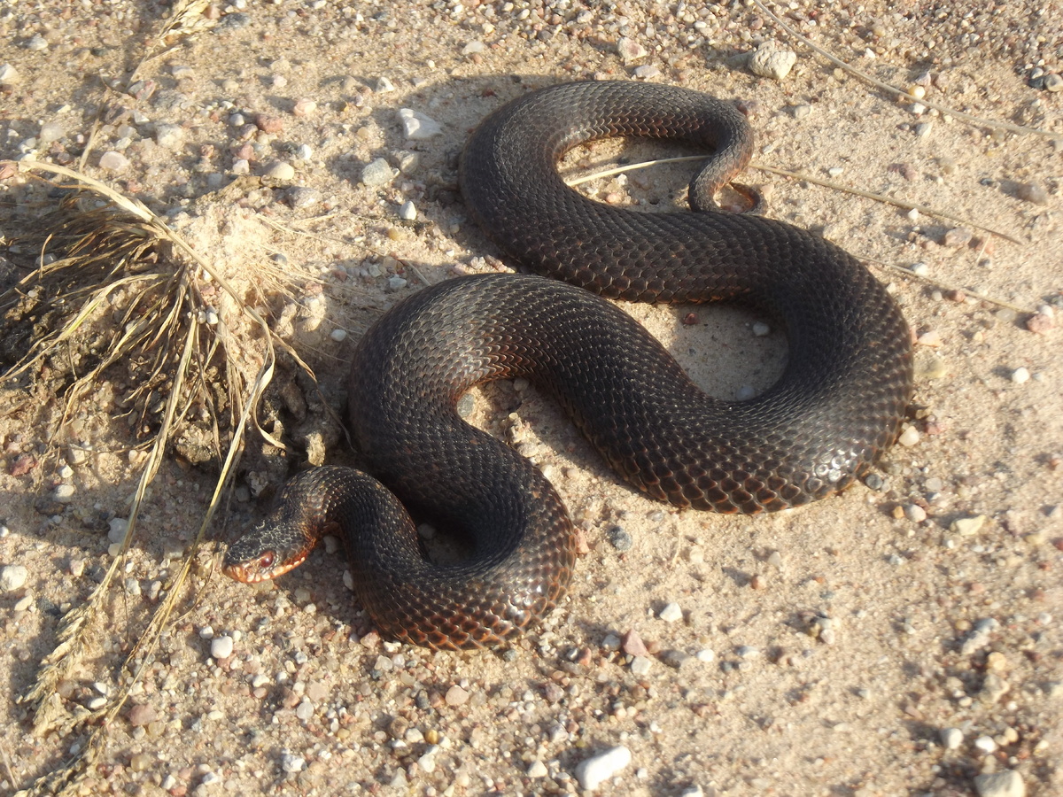 Чёрная форма, обыкновенная гадюка. Пушкинские Горы, 28.09.23