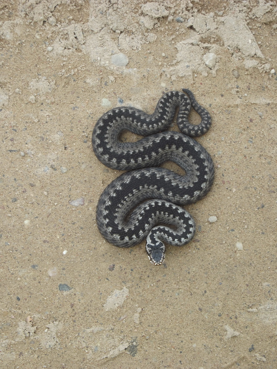 Обыкновенная гадюка 24.07.16