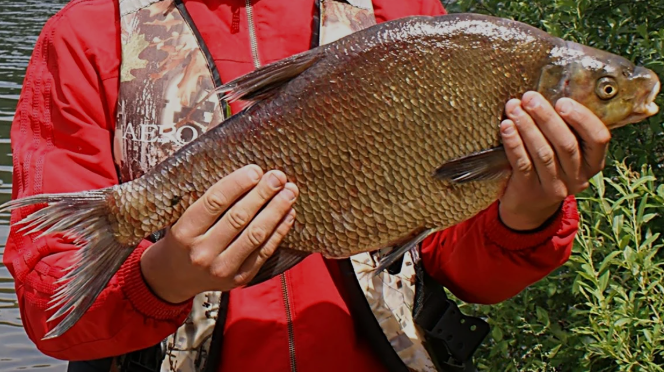 Лещ. Цель номер один на соревнованиях по фидеру.
