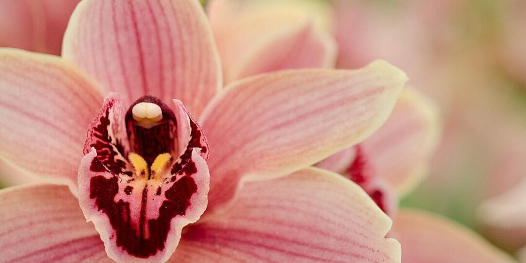 Как правильно ухаживать за орхидеей, чтобы она цвела круглогодично