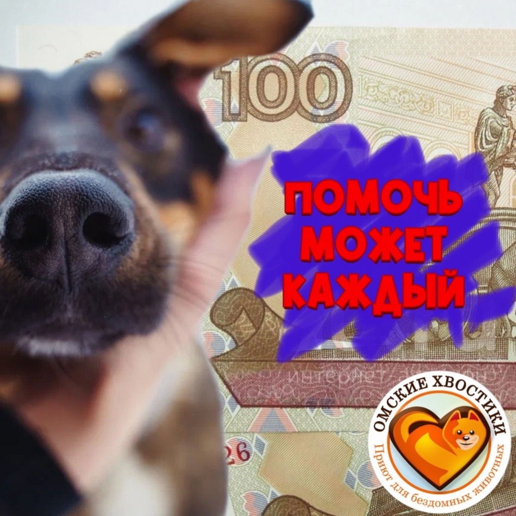 День СТОльника в приюте "Омские хвостики"