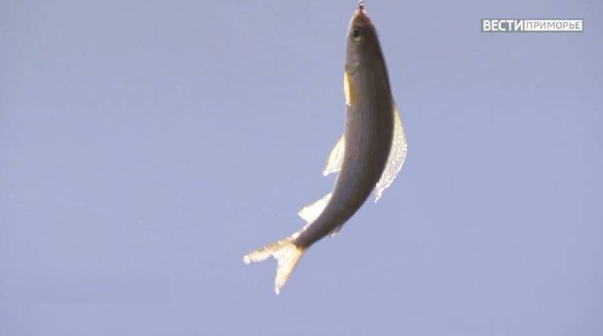    Источник фото: // t.me/trepangdv_exclusive