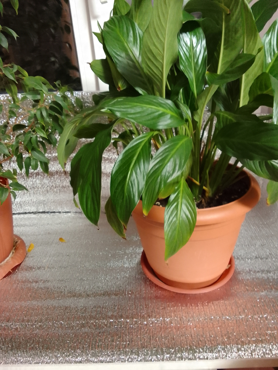 Это мои подоконички,я уже их утеплила.Цветочки мне сказали спасибо.