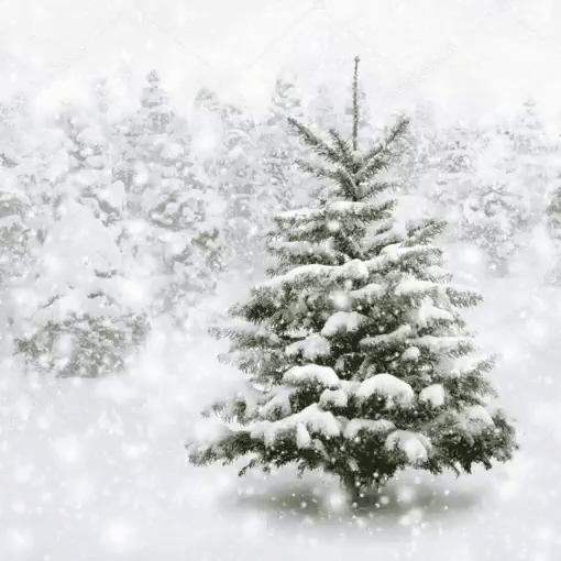 Ёлочка в лесу зимой отдает вам энергию