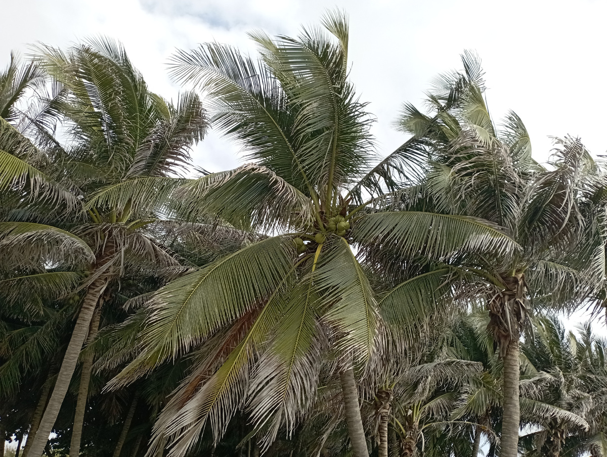 Кокосовая пальма