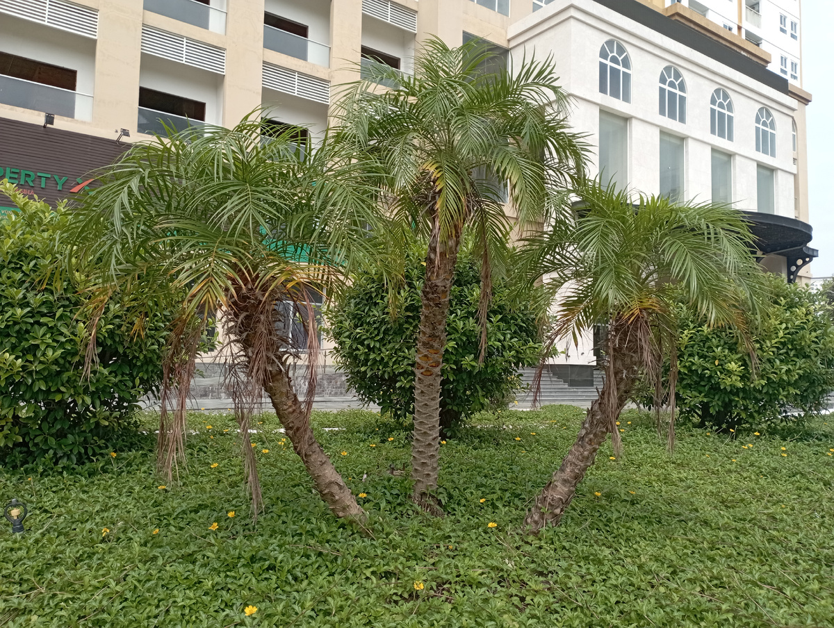 Три "тополя" на Плющихе) 