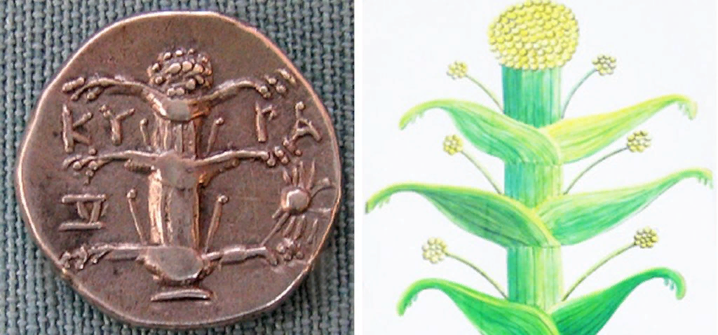 Настоящих изображений сильфия в статье не будет, и скоро вы узнаете почему