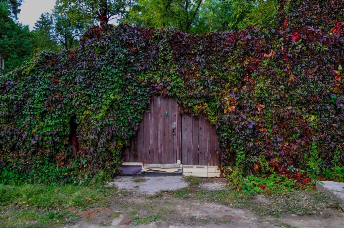 Дверь в сказку