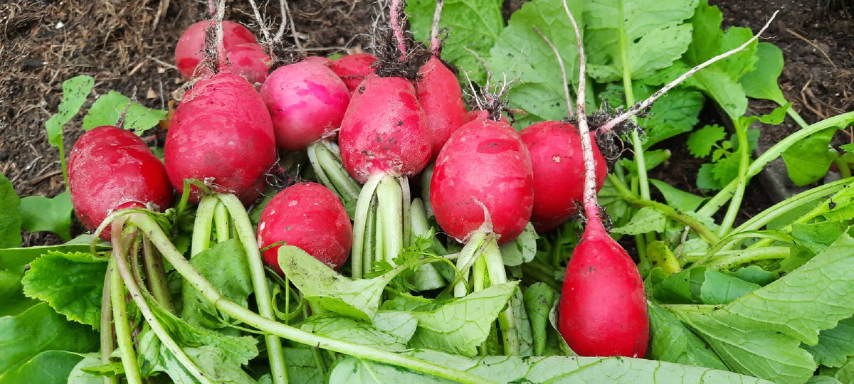 Первый редисон