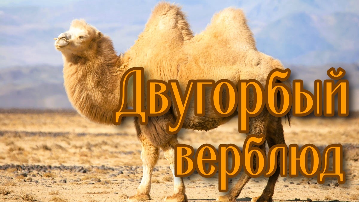 Двугорбый верблюд (фото из открытых источников)