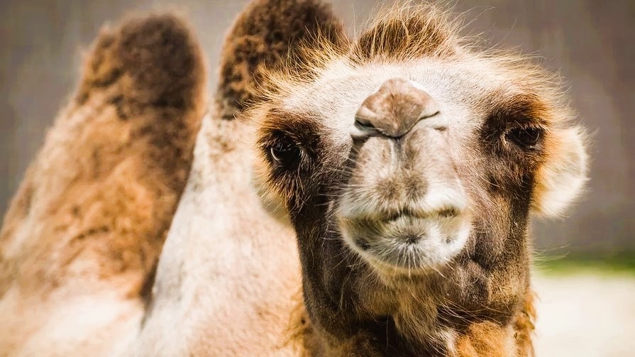 Верблюд (фото из открытых источников)